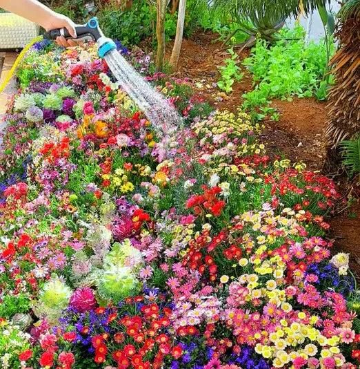 100+ Variety OF Flower Seeds + Free Growth Supplement!