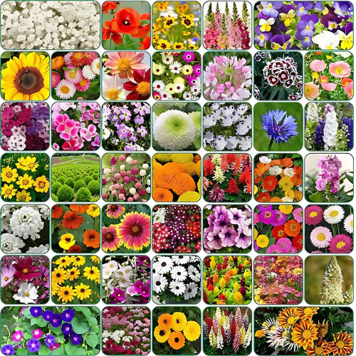 100+ Variety OF Flower Seeds + Free Growth Supplement!